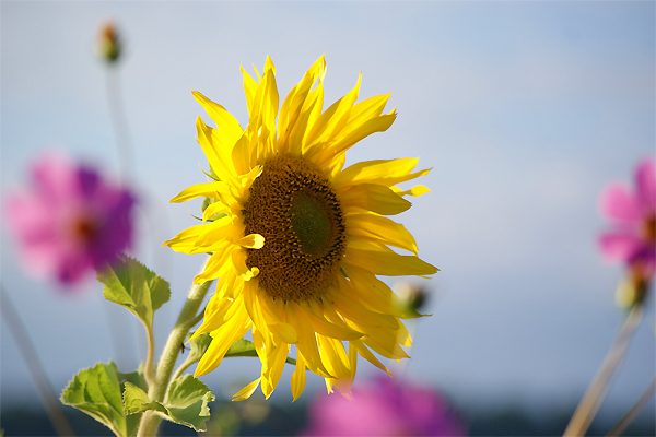 Sonnenblume