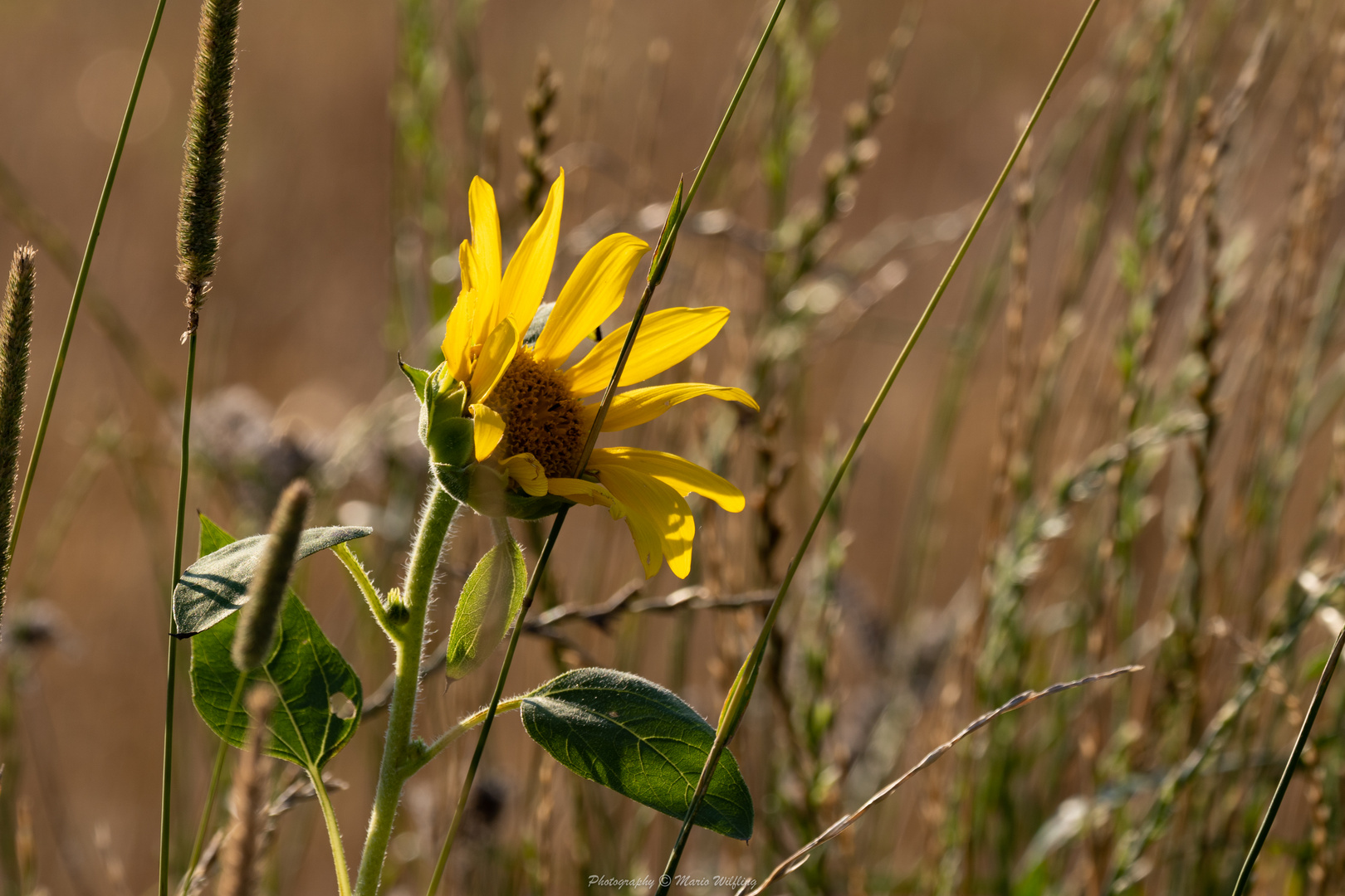 Sonnenblume