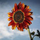 Sonnenblume