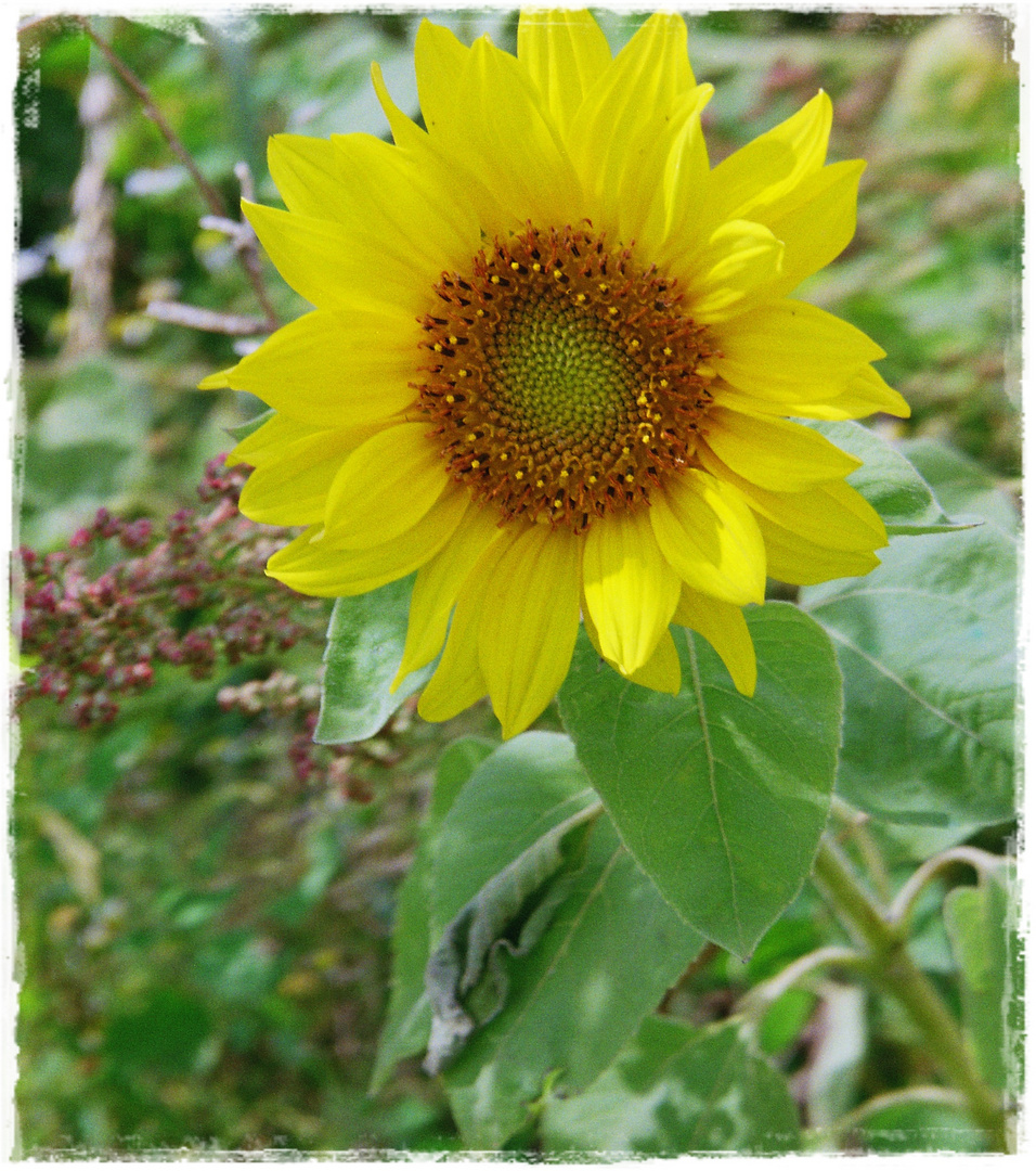 Sonnenblume als Ersatz