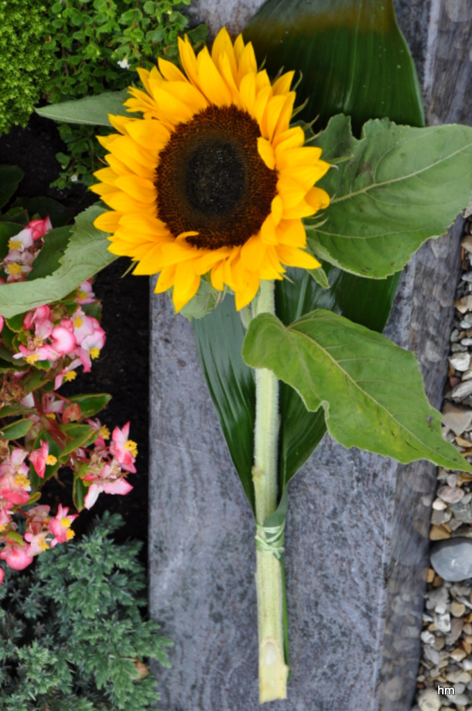 Sonnenblume als Grabgebinde