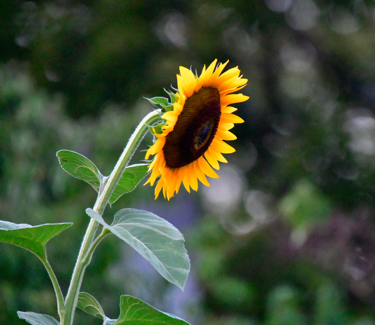 Sonnenblume  am Abend