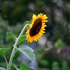 Sonnenblume  am Abend