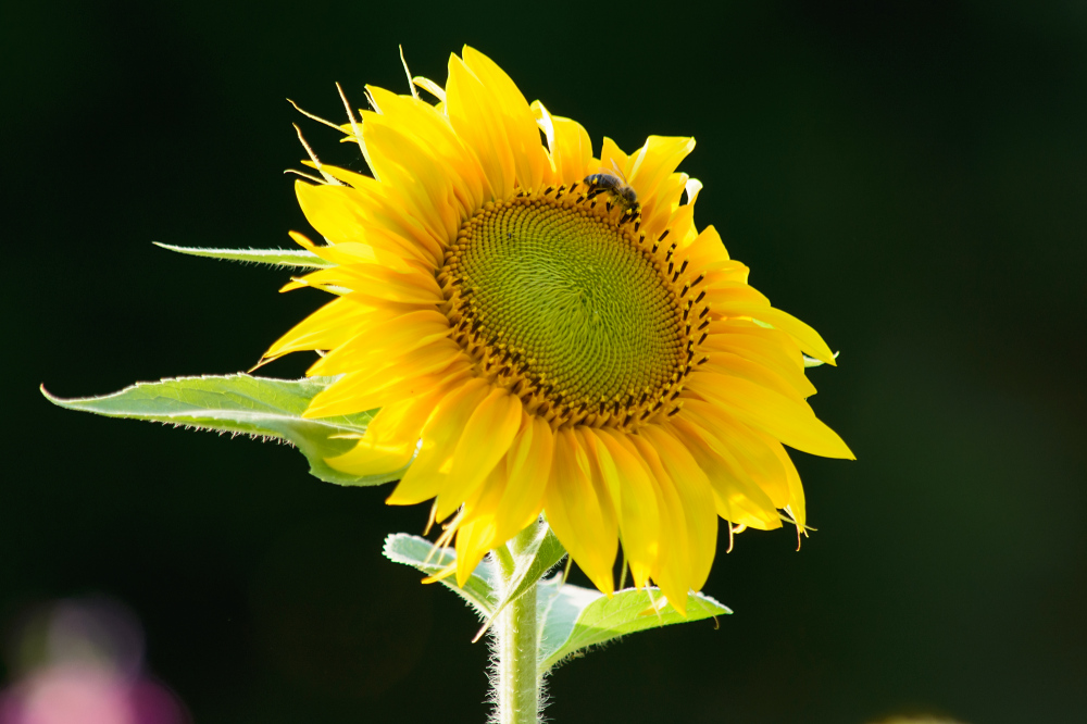 Sonnenblume am Abend