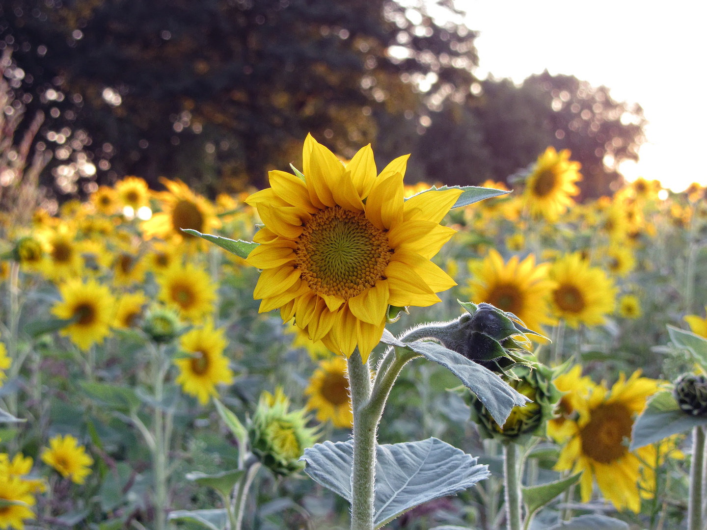 Sonnenblume am Abend