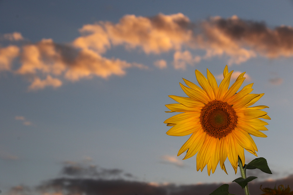 Sonnenblume am Abend