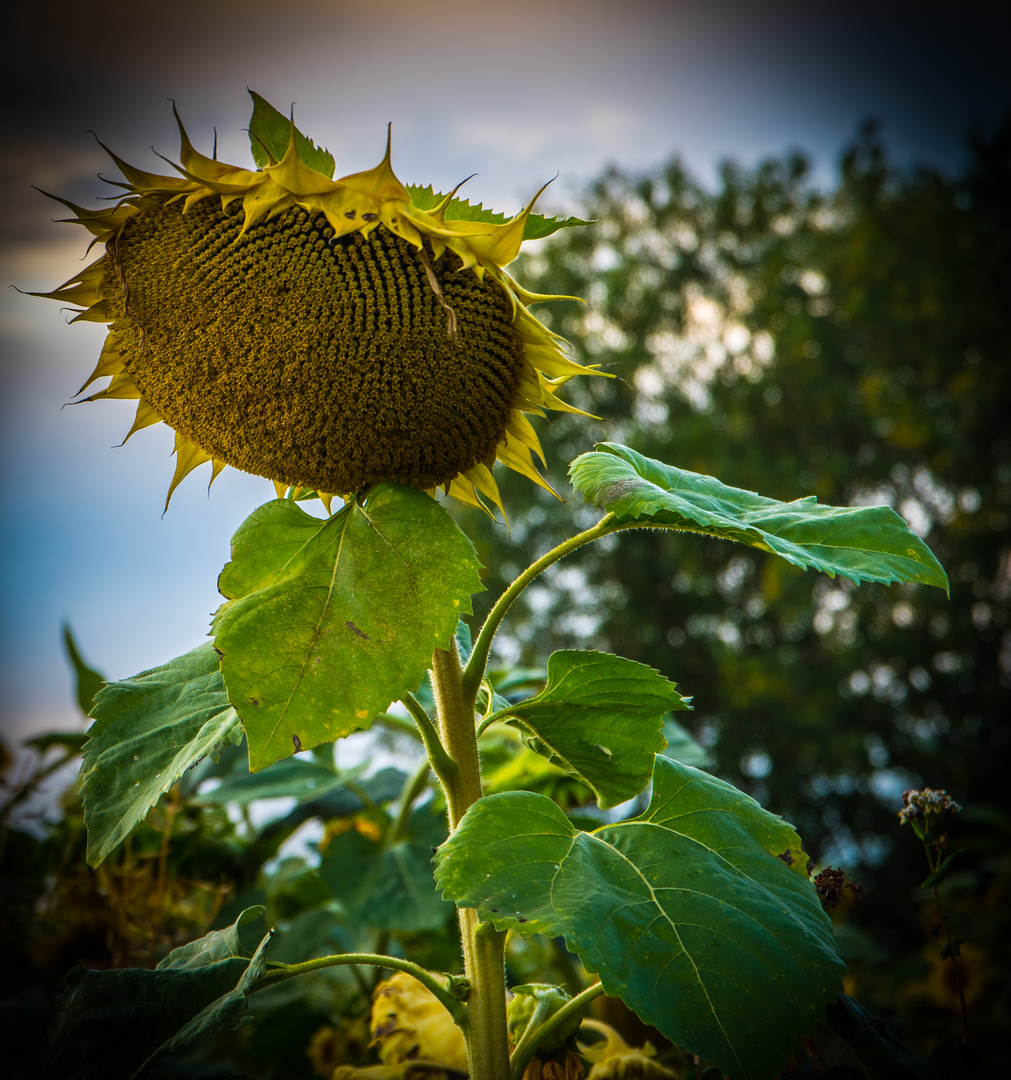 Sonnenblume am Abend