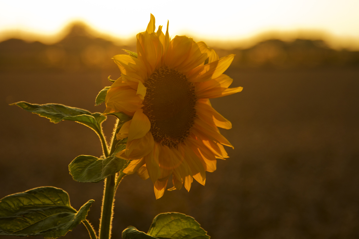 Sonnenblume am Abend