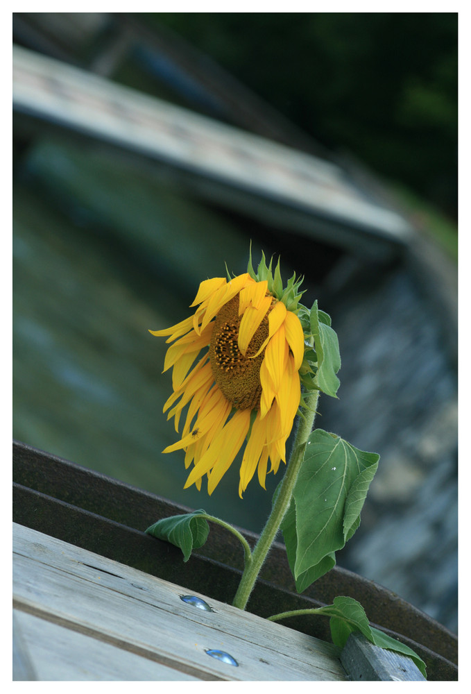 Sonnenblume am Attersee