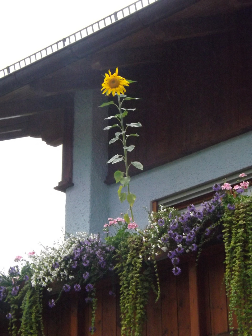 Sonnenblume am Balkon Foto & Bild pflanzen, pilze & flechten, blüten