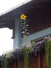 Sonnenblume am Balkon