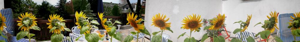 Sonnenblume am Balkon