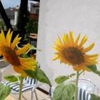 Sonnenblume am Balkon