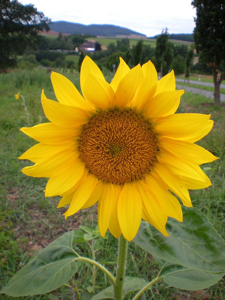 Sonnenblume am Banzer Berg