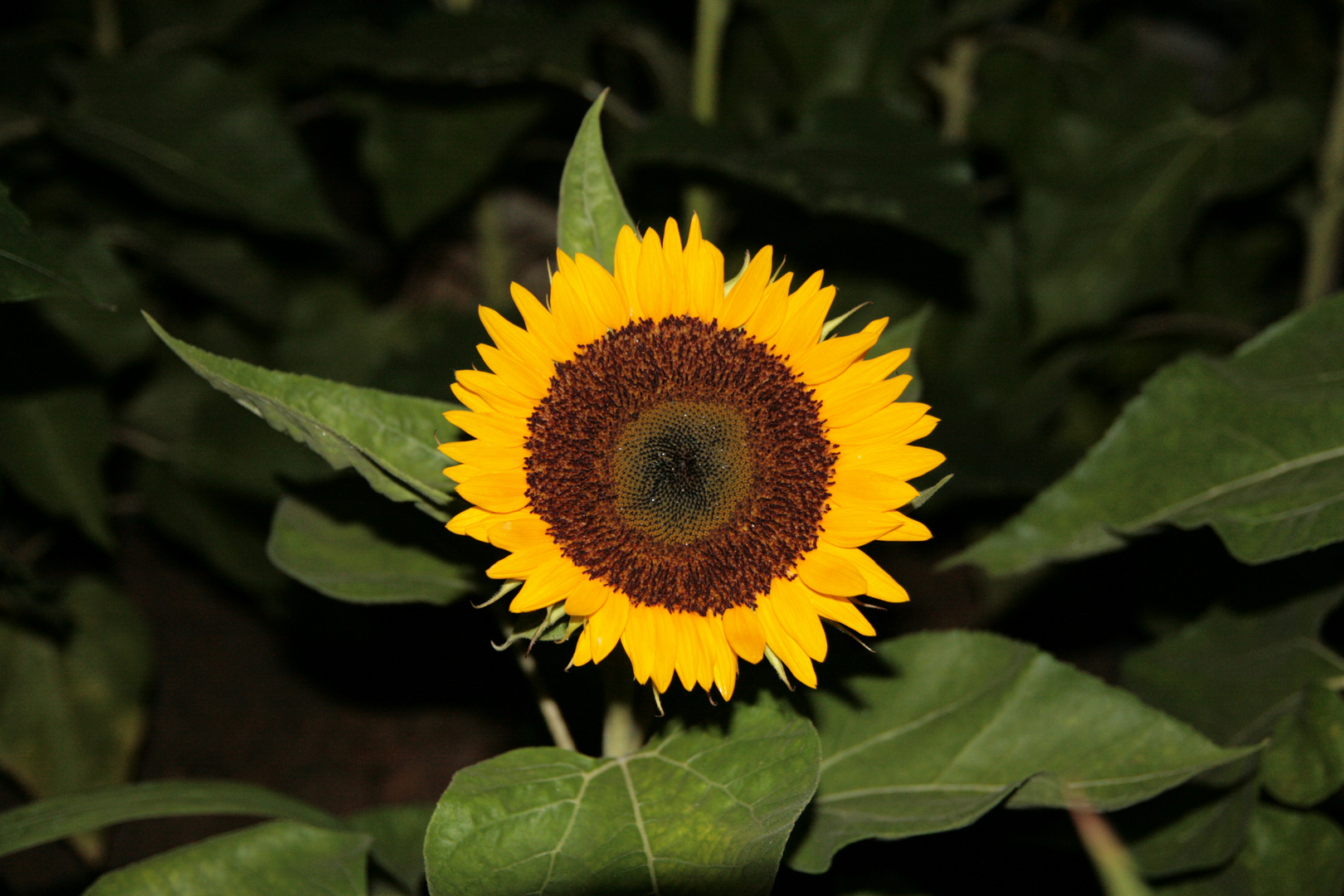 Sonnenblume am Changi Airport