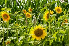 Sonnenblume am Feldrand_MG_0001