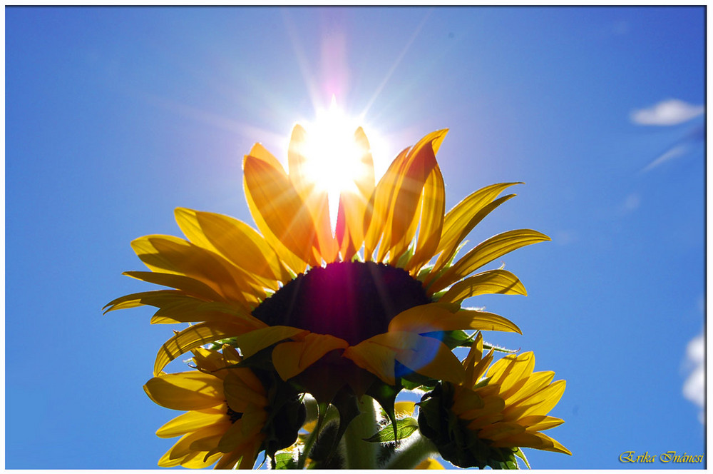 Sonnenblume am Himmel