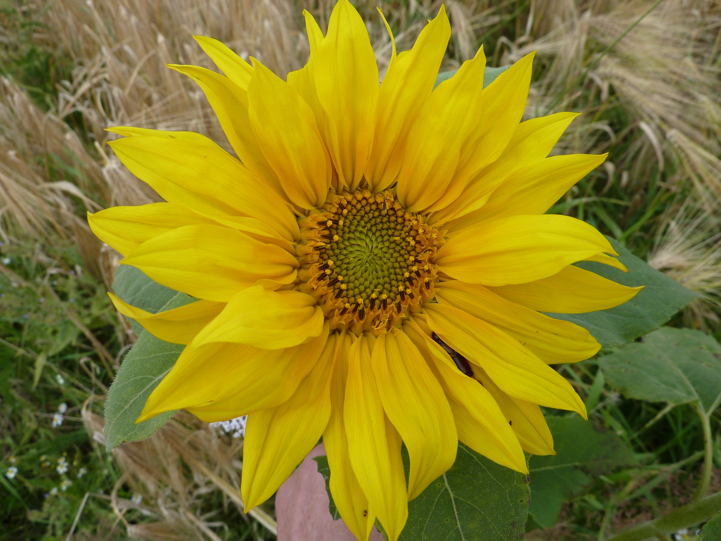 Sonnenblume am Kornfeldrand