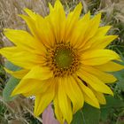 Sonnenblume am Kornfeldrand