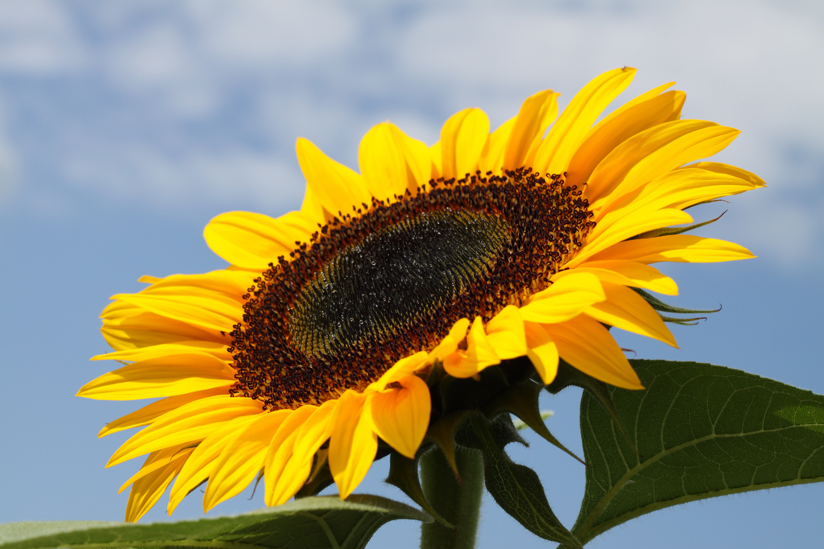 Sonnenblume am Mittag