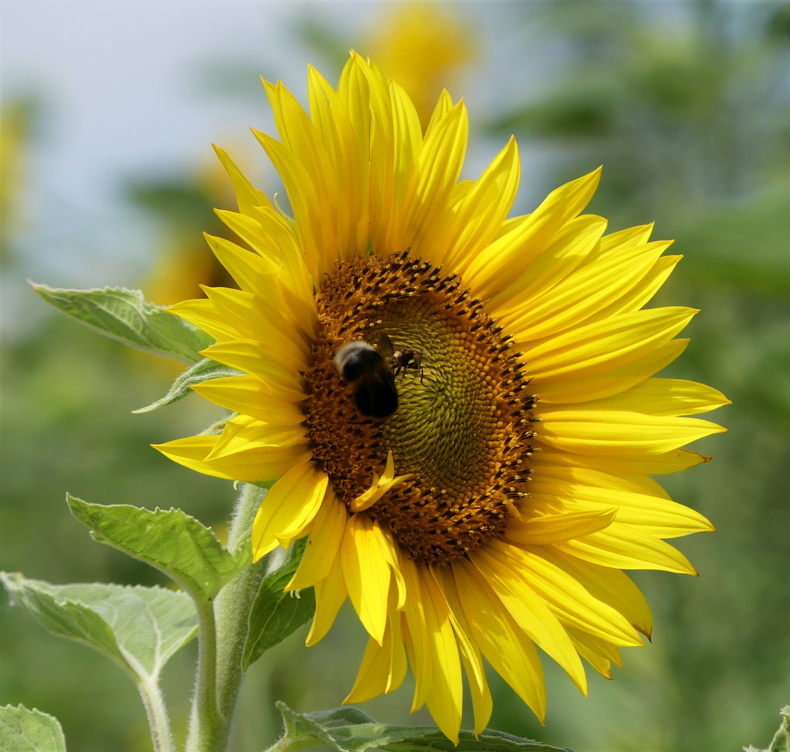 Sonnenblume am Mittwoch