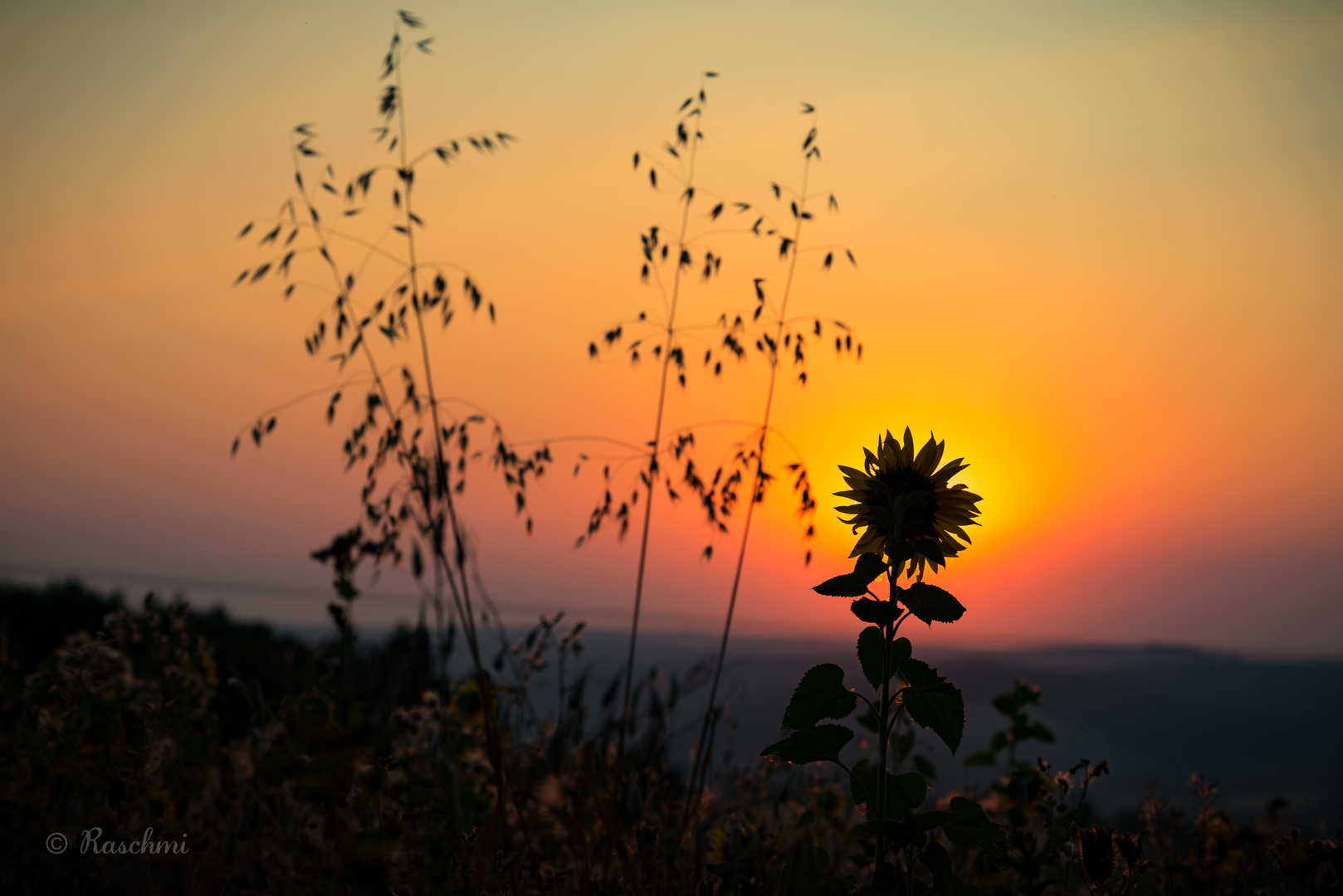 SONNENBLUME am MORGEN