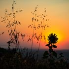 SONNENBLUME am MORGEN