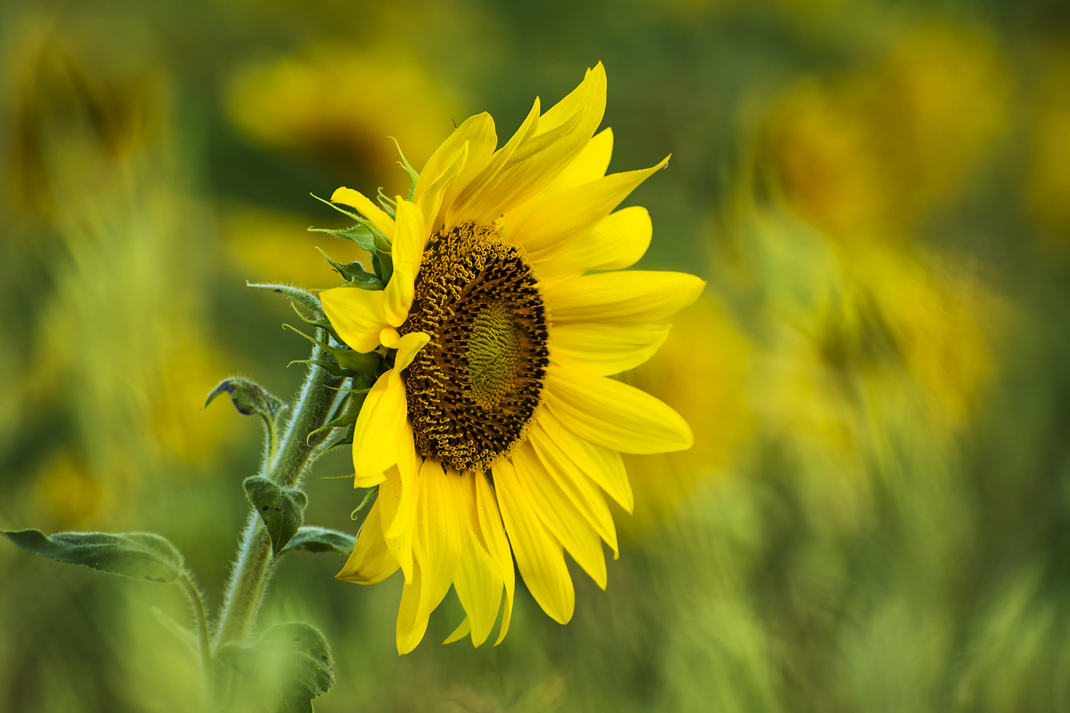 Sonnenblume am Morgen