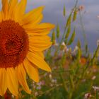 Sonnenblume am Morgen