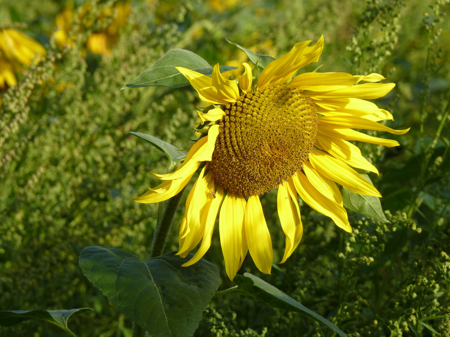 Sonnenblume am Morgen