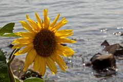 Sonnenblume am Rheinufer