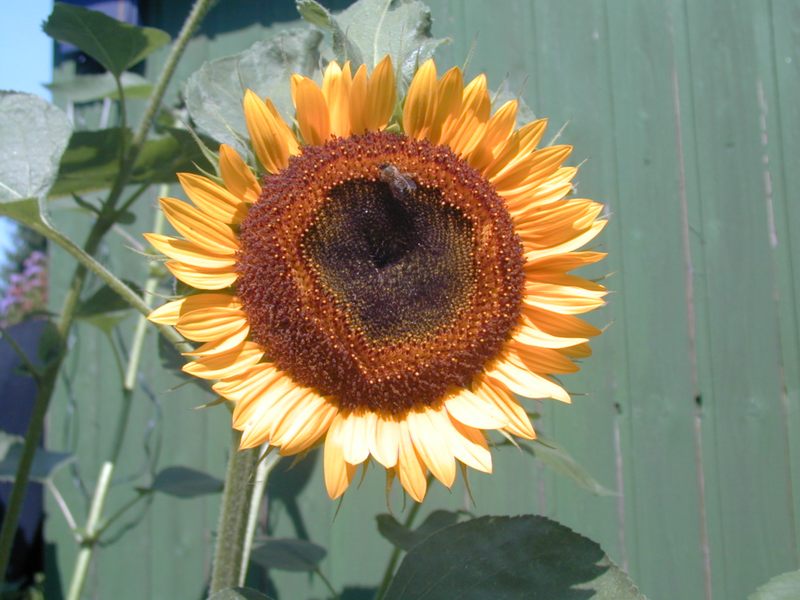 Sonnenblume am Schuppen