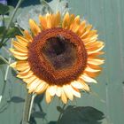 Sonnenblume am Schuppen