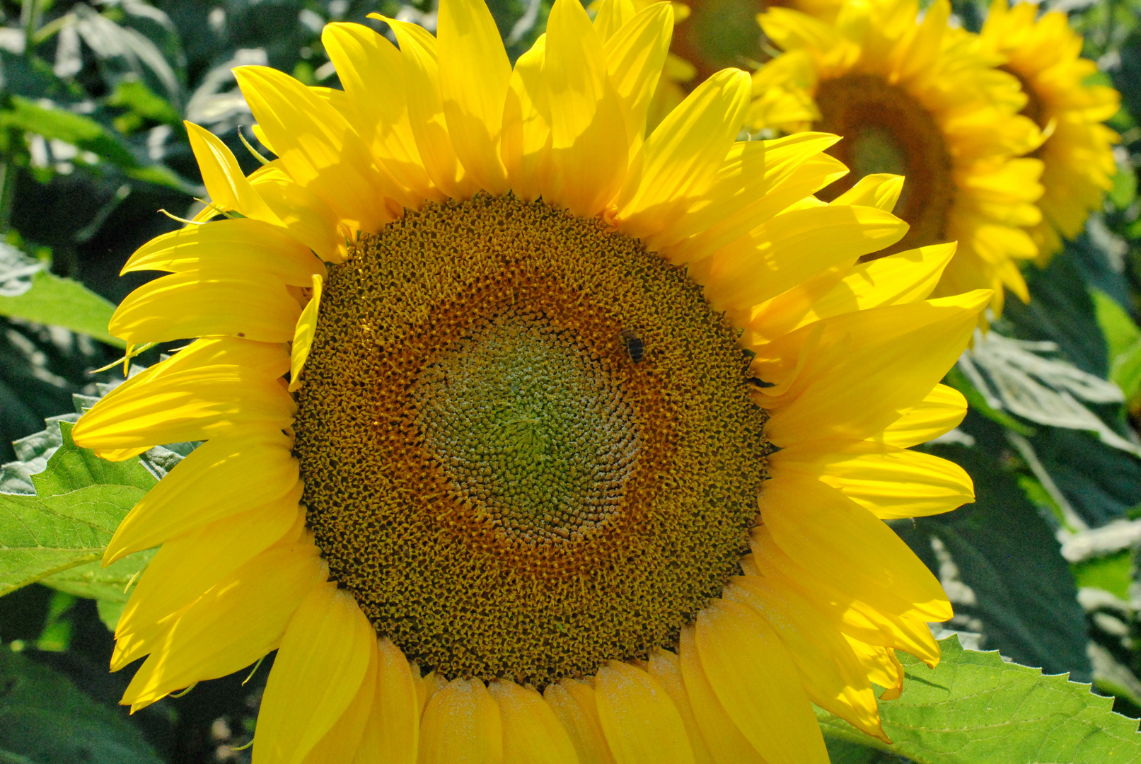 Sonnenblume am Sonntag