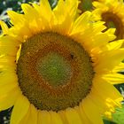 Sonnenblume am Sonntag