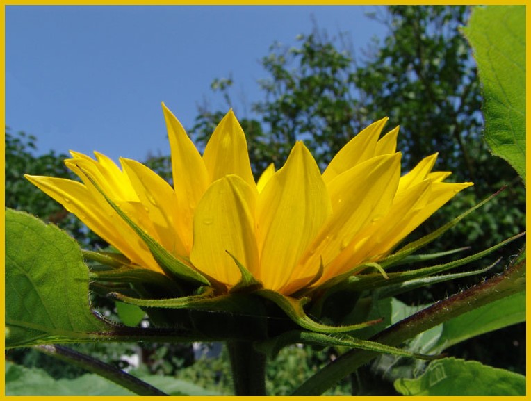 Sonnenblume am spätem Abend