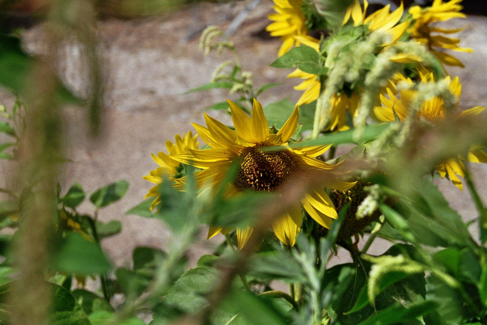 Sonnenblume am Strassenrand