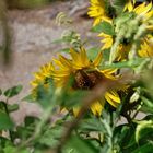 Sonnenblume am Strassenrand