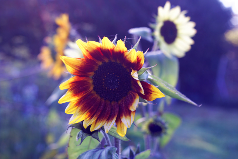 Sonnenblume am Tag der Deutschen Einheit