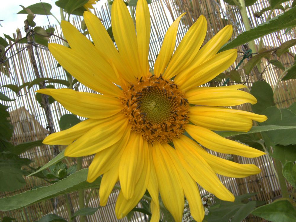 Sonnenblume am verblühen