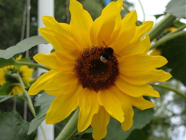 Sonnenblume, am Wannsee