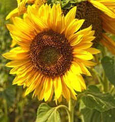 Sonnenblume am Wegesrand