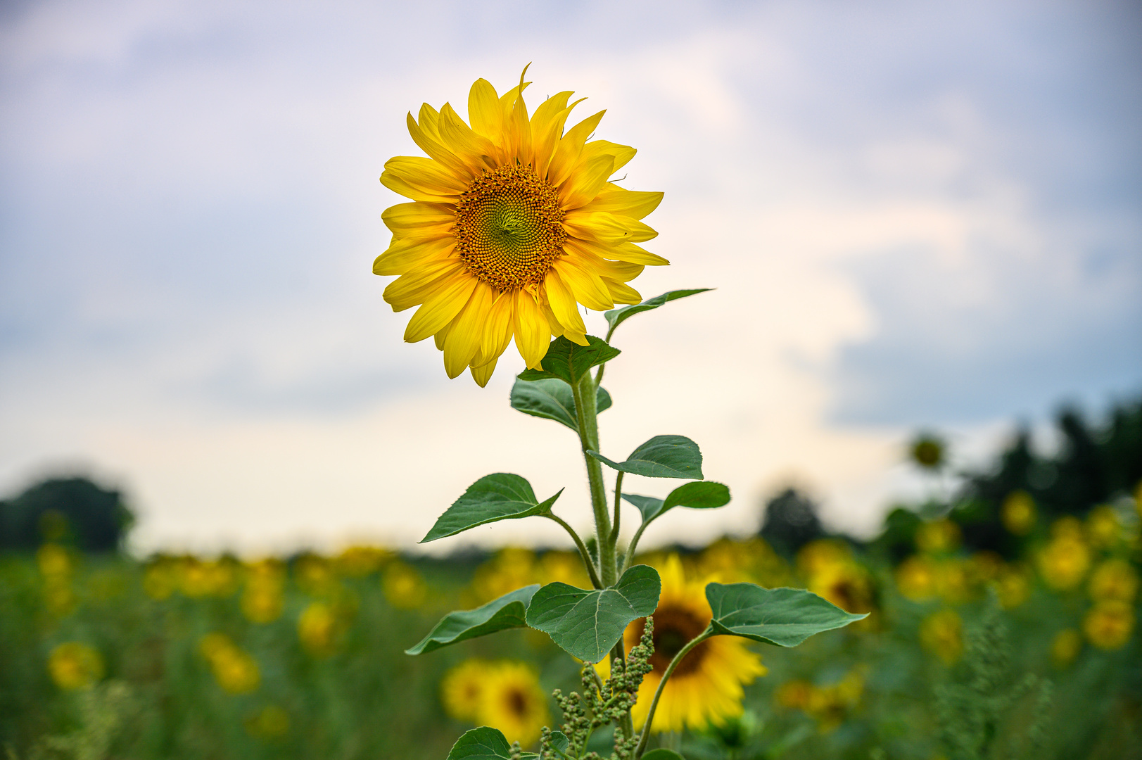 Sonnenblume am Wegesrand