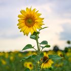 Sonnenblume am Wegesrand