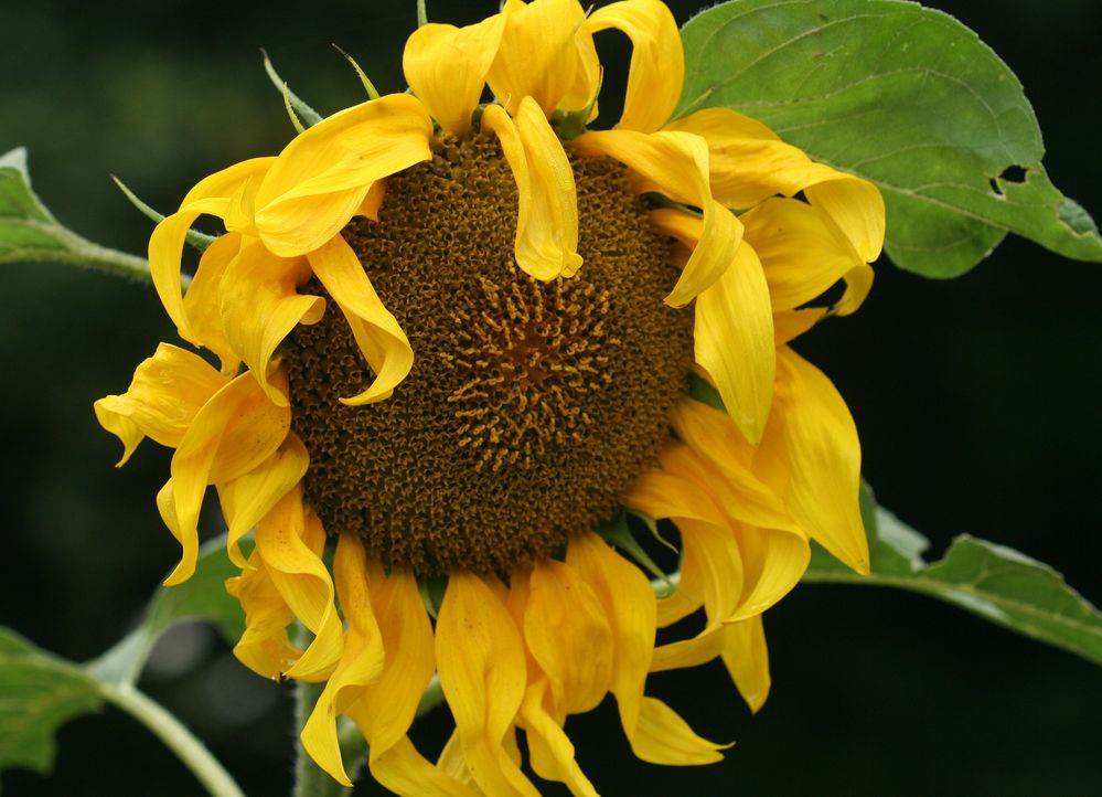Sonnenblume am Wegrand