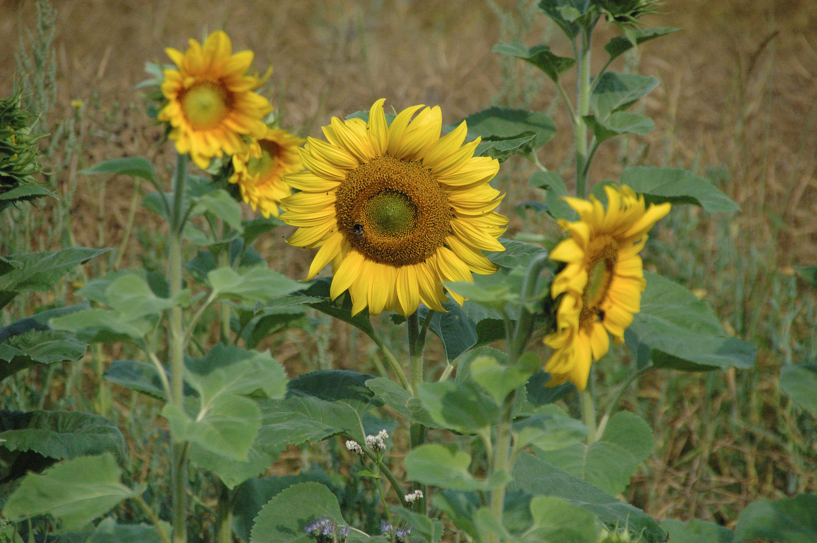 Sonnenblume am Weserradweg