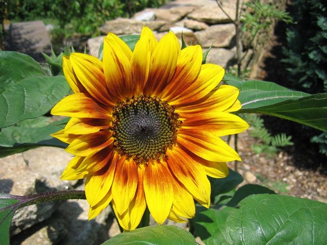 Sonnenblume an der Mauer