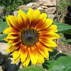 Sonnenblume an der Mauer