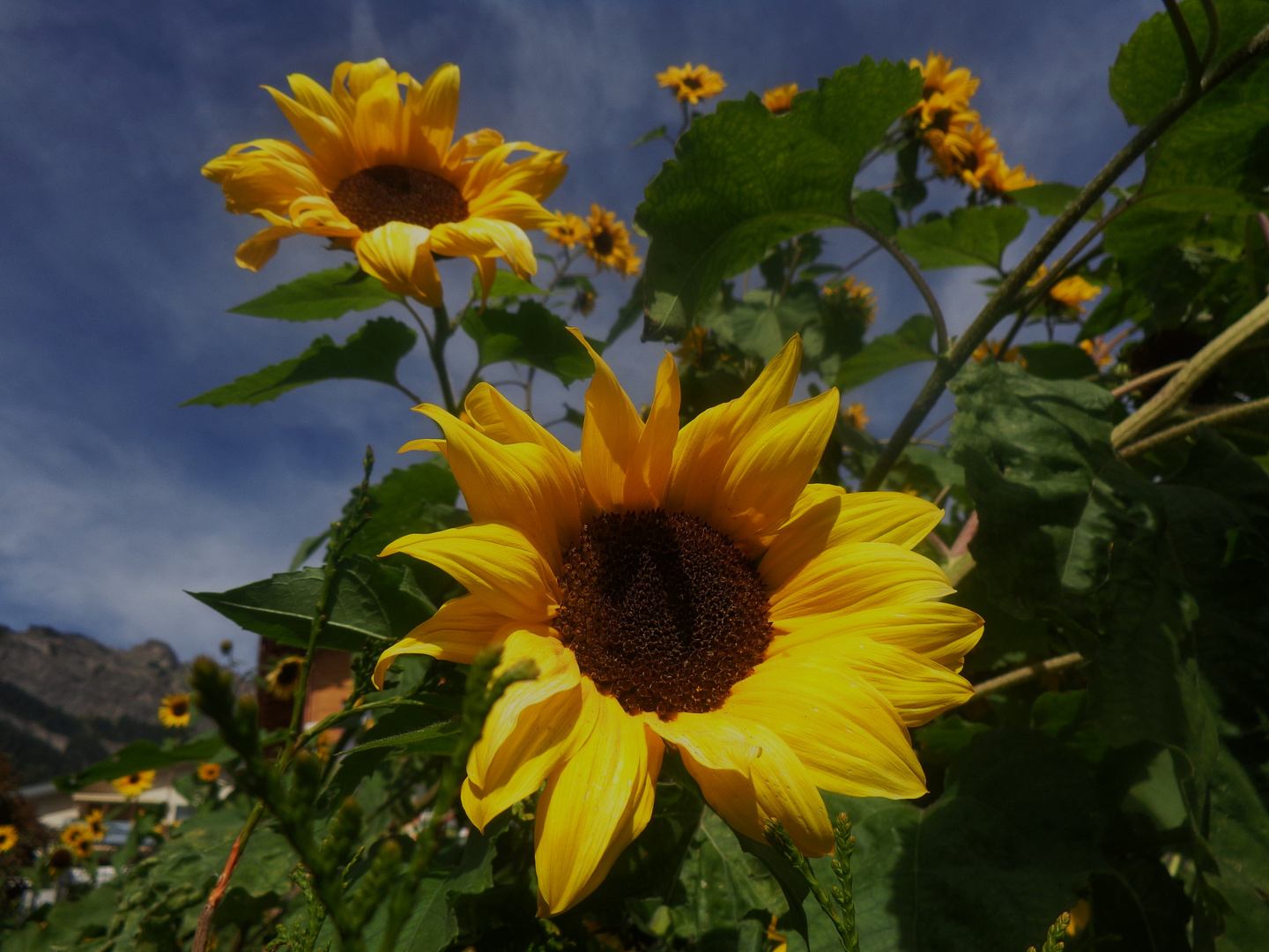 Sonnenblume an der Sonne