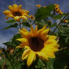 Sonnenblume an der Sonne